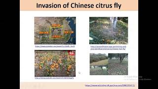 Area Wide Control Program AWCP of Chinese citrus fly Bactrocera minax [upl. by Neelrad509]