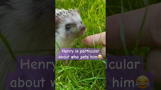 Hedgehog pet😂❤️🦔  funnyanimals funnyshorts cutenessoverload dailyshorts shortsdaily hedgies [upl. by Chisholm224]