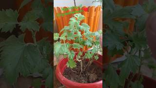 Repotting of chrysanthemum ♥️♥️plant repotting update 8gardening plants chrysanthemum [upl. by Asirral469]