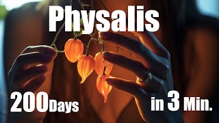 Growing Physalis Plant from Seed to Fruit 🌱 200 Days Time Lapse  Full life Cycle [upl. by Mairam462]