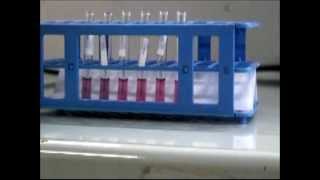 Production of lateral flow test in a basic equipped lab [upl. by Maryl259]