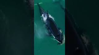 Incredible Orca Whales Apex Predators of the Ocean 🐳🔥 [upl. by Eiliak]