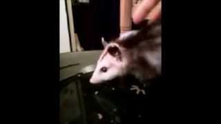 Possum Diary  3 Pooping in Water [upl. by Yahsed]