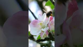 Apple Blossom and Bees country bees nature naturelovers flowers orchard fuji theboughs [upl. by Akkeber]