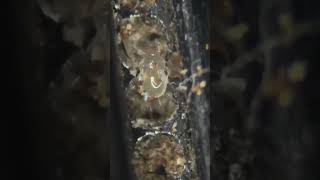 Exploring Your Phone Under the Microscope shorts microscopemusicviralvideoviralshortsbeats [upl. by Elberfeld]