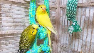 Help Lonely Budgies to Chirp Nature Parakeets Bird Sound 12 Hr [upl. by Ioj]