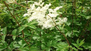 Propiedades De La Ulmaria Beneficios Y Uso Medicinal Filipendula ulmaria [upl. by Astiram]