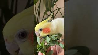 Yummy 😋 cockatielscraze [upl. by Orbadiah615]