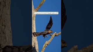 Sharp shinned Hawk take off subscribe wildlife birds nature slowmotion shorts hawk bird [upl. by Nnaytsirk849]