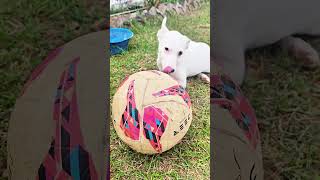 Oh my cute dog shortvideo [upl. by Adamec]