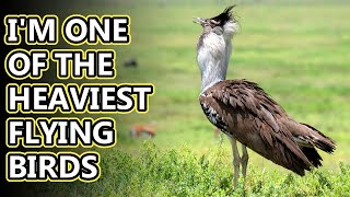 Kori Bustard facts they can fly if they want to  Animal Fact Files [upl. by Raymund131]