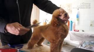 Aprende a mantener y cuidar el pelo a tu Caniche Toy [upl. by Kerrill]