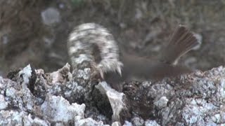 Iranian spidertailed viper tricks bird [upl. by Bruno454]