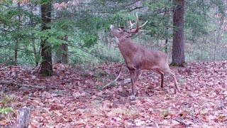 Fall Trail Cam Videos [upl. by Zoara]