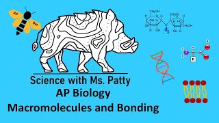 AP Bio  Macromolecules and Bonding Unit 1 [upl. by Enilatan335]