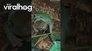 Tree Frog Tries to Climb Over Slippery Friend  ViralHog [upl. by Shoshana]