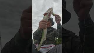 20231017 Pickerel Catch on squarebill [upl. by Schou]