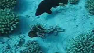 Lionfish defending itself from a hungry grouper [upl. by Callas]