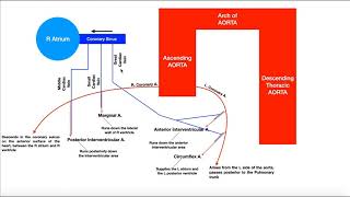 Coronary Circulation  Coronary Arteries amp Cardiac Veins [upl. by Atinit]