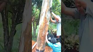 Eucalipto Caibro de madeira da varanda inscrevase wood woodworking wood nature [upl. by Eissak]