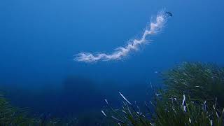 Barbed Wire Jelly fish Apolemia uvaria [upl. by Yrrehc]