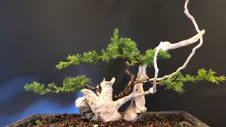 How to do a Juniper bonsai tanuki for 10 Euro Have to watch [upl. by Inor215]