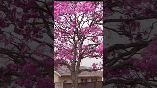 Tabebuia rosea pink flowering tree at roadside nature relaxing tabebuia floweringplant [upl. by Nostrebor]