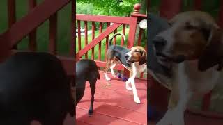 Treeing Walker Coonhound puppy Barking she stole my toy [upl. by Idas]