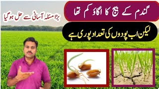 Wheat seed poor germination in field and its solution  Abid Ali Agrarian [upl. by Sanez]