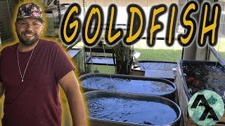 Fancy goldfish room tour  Water Pigs USA amazing outdoor fish room [upl. by Enak]