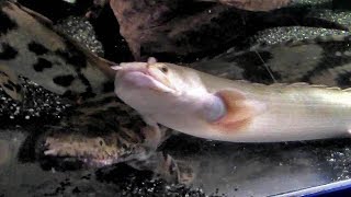 圧巻！古代魚ポリプテルスの群れ（東京タワー水族館）Polypterus Group [upl. by Avla]