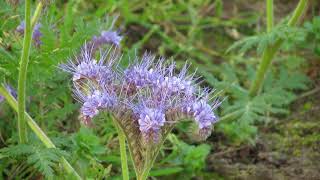 Phacelia tanacetifolia [upl. by Noraj]