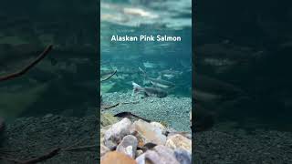 Alaskan Pink Salmon underwater spawning [upl. by Oiramd67]