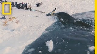 Experience a Traditional Whale Hunt in Northern Alaska  Short Film Showcase [upl. by Ruy]