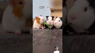 Everyone Likes These Cute Rabbits viralvideo [upl. by Aun]