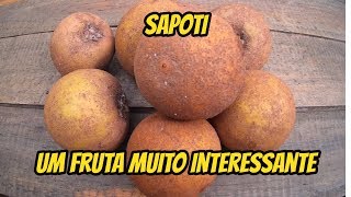 SAPOTI  UMA FRUTA INTERESSANTE E CHEIA DE CURIOSIDADES [upl. by Bevash]