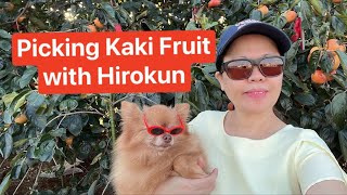 First Harvest ng Kaki Fruit with my buddy Hirokun the smart dog 😍 [upl. by Manon]