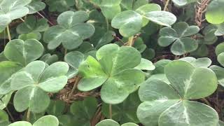 Redwood Sorrel  Oxalis oregana  Part 1 [upl. by Nhor843]