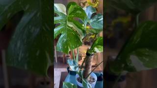 monstera propagation plantbased roots moneyplant plantcare plants green gardenplants [upl. by Durman802]