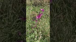 Lavatera flowers flower wildflowers wildplants relaxing relax nature relaxingflowers [upl. by Olshausen874]