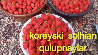 koreyski solhian qulupnaylar [upl. by Billy]