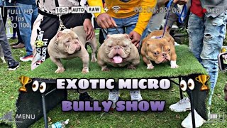 OUR FIRST “EXOTIC” MICRO BULLY SHOW 🤯🏆 MIKE DEE’S 3RD ANNUAL STAY PRODUCING BULLY BBQ [upl. by Melton]