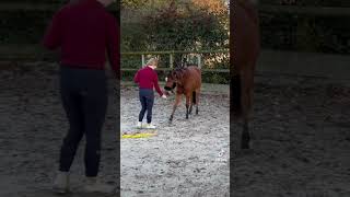 Travail à pied avec ma pouliche Narnia 🩷🐴 cheval poney chevaux equitation chevalpassion [upl. by Dnomde]