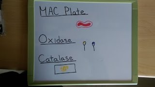 MAC Plate  Oxidase Test  Catalase Tests [upl. by Ytteb]