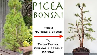 Twin Trunk Picea Bonsai from Nursery Stock [upl. by Atonsah]