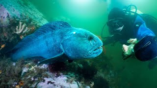 Hungry Atlantic Wolffish of Maine Do they bite [upl. by Billat501]