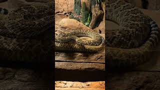 Dangerous Viper Snack closely View  vipersnack singaporezoo snacks snackcares4u viper nature [upl. by Esertal316]