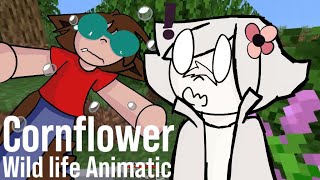 Cornflower Wild Life Animatic [upl. by Archambault252]