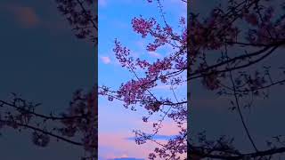 Shillong cherry blossom festival Meghalaya short video subscribe like👍😘 [upl. by Aipotu]