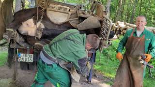 Mobile Klauenpflege bei naturpurwetterau durch Sascha Arnold Dienstleistung [upl. by Poirer]